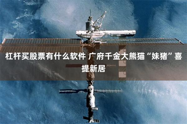 杠杆买股票有什么软件 广府千金大熊猫“妹猪”喜提新居